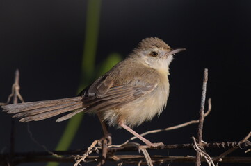 Jungle prinia