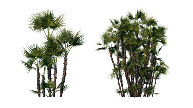 Set of palm trees isolated on a transparent background