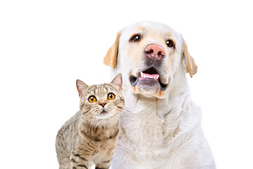 Portrait of adorable  labrador and cat scottish straight, closeup, isolated on a white background
