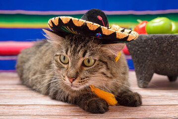 Pet with mexican mariachi hat. Cat celebrating the Day of the Independence of Mexico.