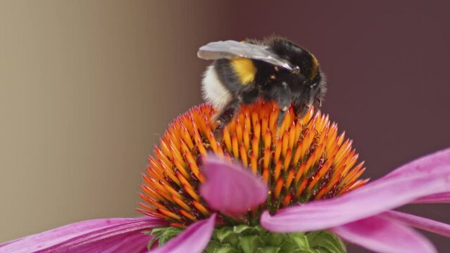 A macro closeup shot of a bumble-bee on a purple cone flower searching for nectar.