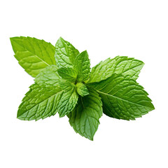 Fresh mint leaves