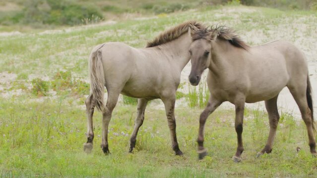 Polish Konik Horses in Nature Reserve Oranjezon, Tracking, Slow Motion