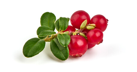Fresh wild lingonberry berries with leaves, isolated on white background.
