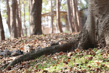Fototapeta na wymiar Strong tree trunks in the forest