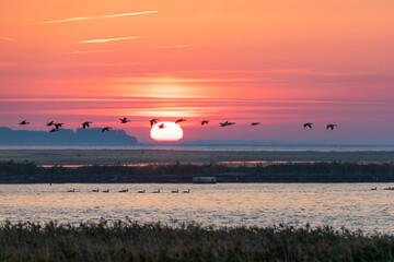 Gänse zum Sonnenaufgang am Bodden vor Zingst. © Karl
