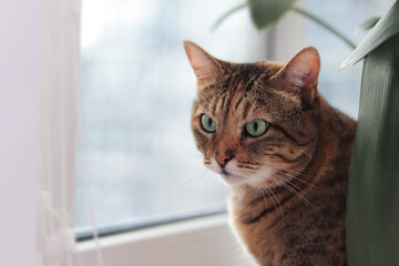 Portrait of a domestic cat with an interested expression of the muzzle. Cute pet. Cat on the background of the window, near house plants
