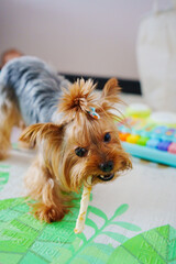The Yorkshire Terrier nibbles on a healthy treat for the teeth. 