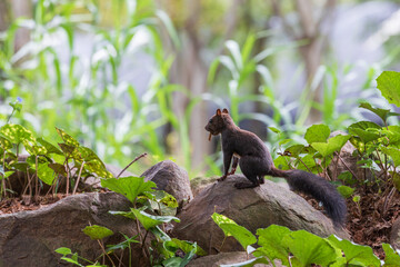 The back of a long-tailed squirrel eating food found in the forest. Sciurus vulgaris - cheongseolmo