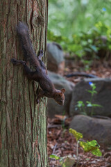 A long-tailed squirrel found in the forest. Sciurus vulgaris - cheongseolmo