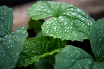 Close-up of a green leaf with water droplets on it