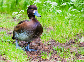 Ruddy duck walking across the ground