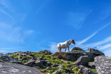 Wild horse in Cornwall, England on the Rough Tor on Bodmin Moor