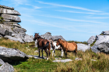 Wild horses in Cornwall, England on the Rough Tor on Bodmin Moor