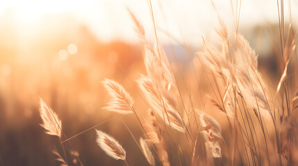 Sunset Forest Wheat Grass Macro