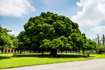 Beautiful view of the large Banyan Garden on the National Cheng Kung University (NCKU) campus in Tainan, Taiwan.