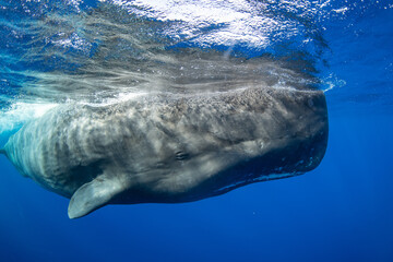 Sperm whale underwater © Stanislav