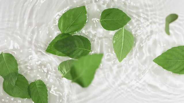 Top view of the Basil leaves falling white background