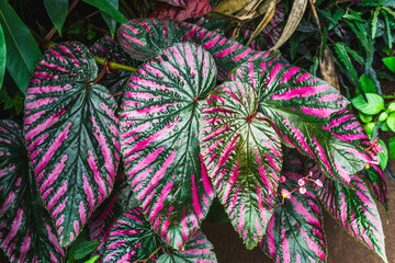 Caladium plant, a genus of flowering plants in the family Araceae. They are often known by the...