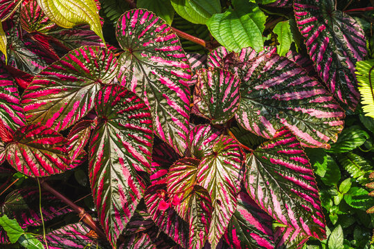 Caladium plant, a genus of flowering plants in the family Araceae. They are often known by the common name elephant ear, heart of Jesus and angel wings
