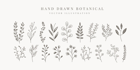 Floral element, hand drawn botanical vector illustration