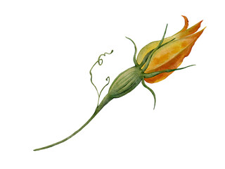 Watercolor autumn floral illustration of pumpkin and zucchini flower