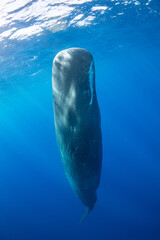 Sperm whale underwater © Stanislav