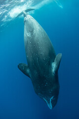 Sperm whale underwater