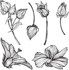 Hibiscus flower bud set. Black and white hand-drawn graphics translated into vector. Botanical illustration for printing on fabric, packaging, prints, stickers, posters, postcards