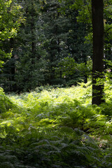 Obraz premium sattgrüner Farn im Wald in einer Lichtung an einem Sommertag