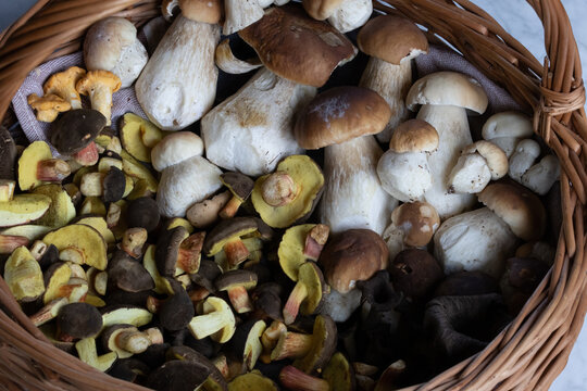 Pilzkorb gef&uuml;llt mit Steinpilzen, Boletus, Fichtensteinpilz, Sommersteinpillz, Hexenr&ouml;hrling, Rotfu&szlig;r&ouml;hrling, Totentrompete und Pfifferling