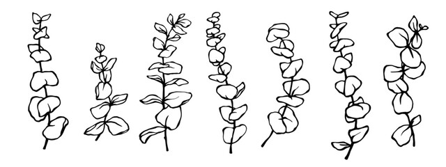 Linear sketch set of ecaliptus tree branches.Vector graphics.