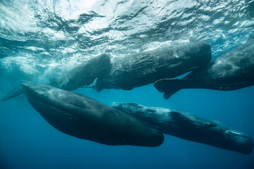 Sperm whale underwater