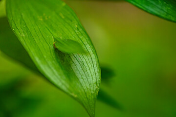 Green leaves in the forest, Istanbul, Turkey