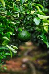 Green unripe orange fruit on tree