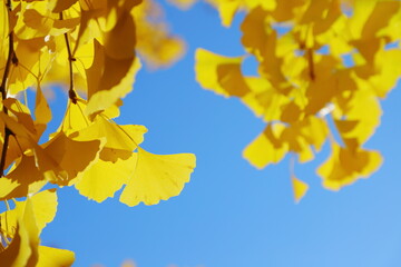 青空に映えるイチョウの黄葉のクローズアップ　青空背景
