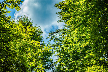 Green leaves in the forest, Istanbul, Turkey