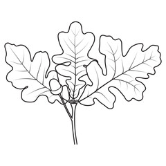 Oak tree twig with leaves and acorn, vector illustration. Coloring book page.