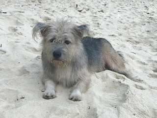 A multi-colored long-haired dog is relaxing on the sandy beach in Thailand.