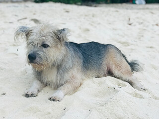 A multi-colored long-haired dog is relaxing on the sandy beach in Thailand.