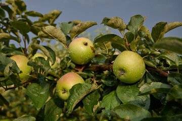 Green juicy apple fruits on a tree branch in orchard after rain