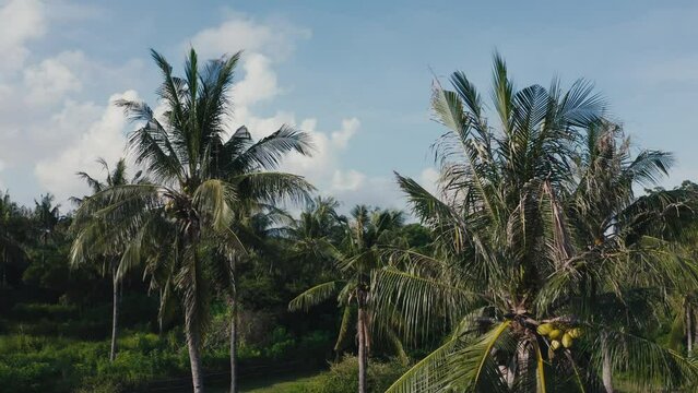 Copter camera flying between palm trees and lifting up in the air in tropical paradise. Drone footage of palm tree grove on beautiful island. Aerial shot of countryside in Asia. Exotic vacation scene.