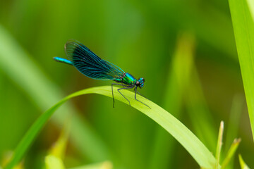 Macro of the beautiful demoiselle (Calopteryx virgo) , a blue damselfly