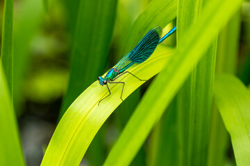 Macro of the beautiful demoiselle (Calopteryx virgo) , a blue damselfly