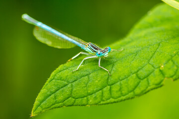 Macro of a male of the white-legged damselfly or blue featherleg (Platycnemis pennipes) - blue...