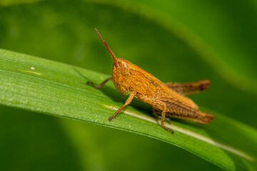 Macro of a brown grasshopper