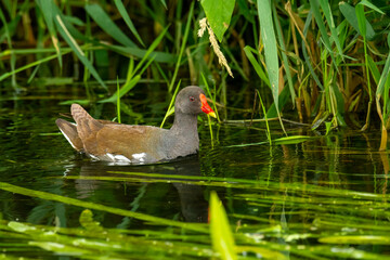 Close-up of the common moorhen (Gallinula chloropus), the waterhen or swamp chicken swimming in a river