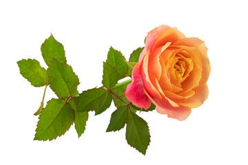 a blooming rose with green leaves, isolate on a white background