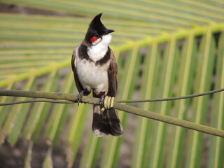 Red whiskered bulbul
