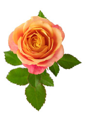 a blooming rose with green leaves, isolate on a white background